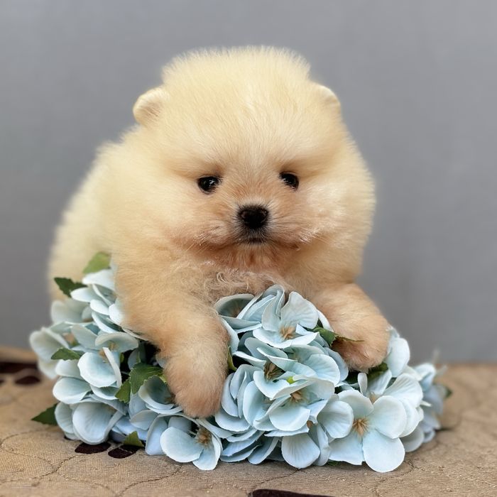 ляльковий Ведмедик шок классу