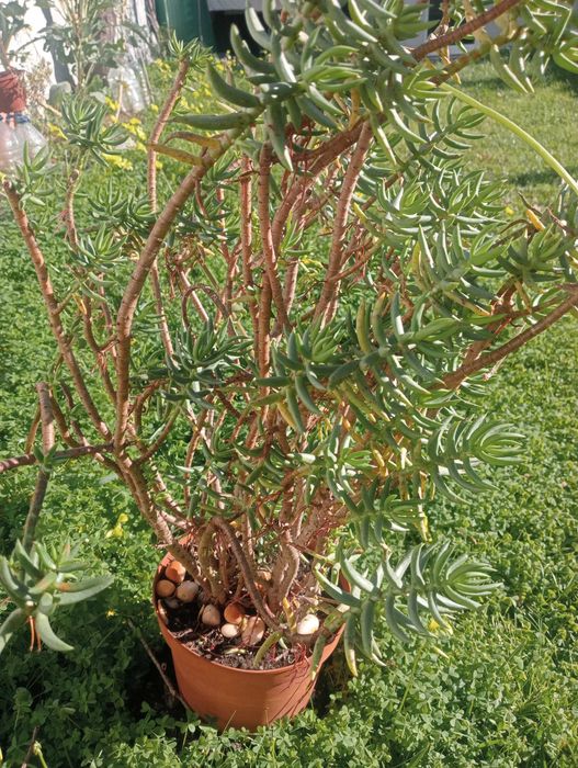 Suculenta em vaso