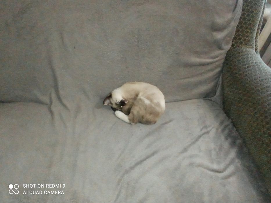 Кішка сіамська маленька вік 2 с половиною місяця чистокровна.