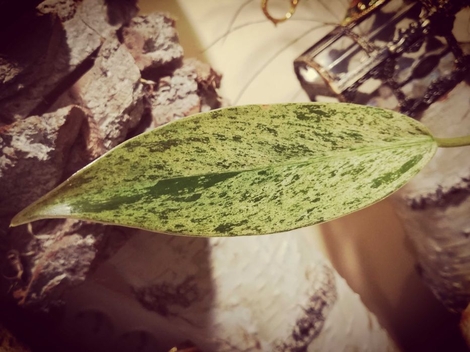 Philodendron Whipple Way Mint Variegata Filodendron roślina kwiat
