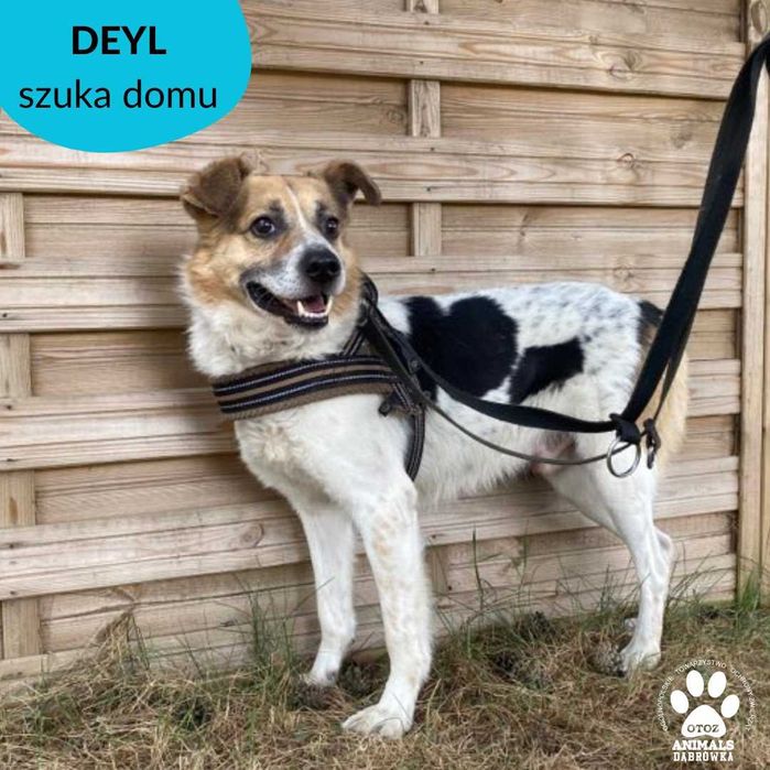 Deyl szuka domu!