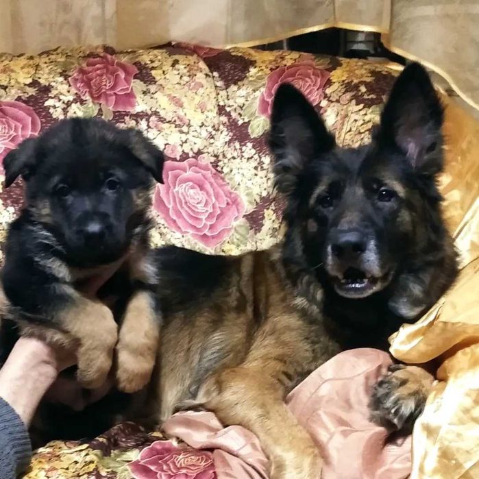 Щенки нем овчарки