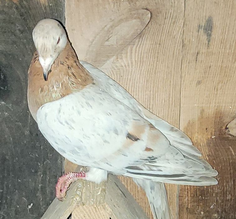 Gołębie pocztowe, almond, opal