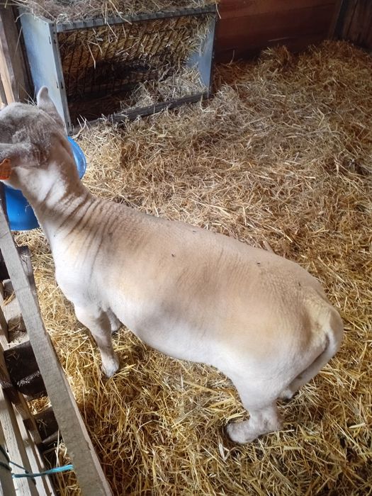 Carneiro Texel raca carne