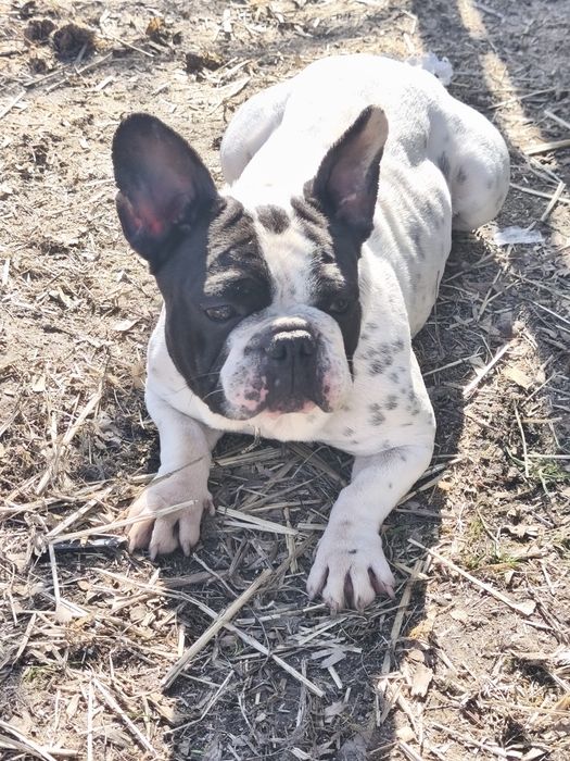 Bulldog francês fêmea