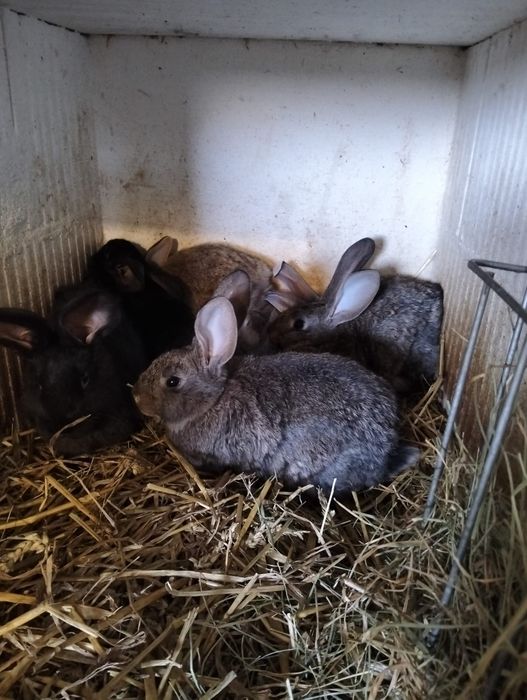 Kroliki 10 tygodniowe