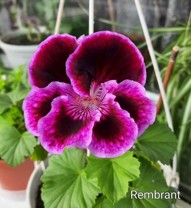 Королевские пеларгонии