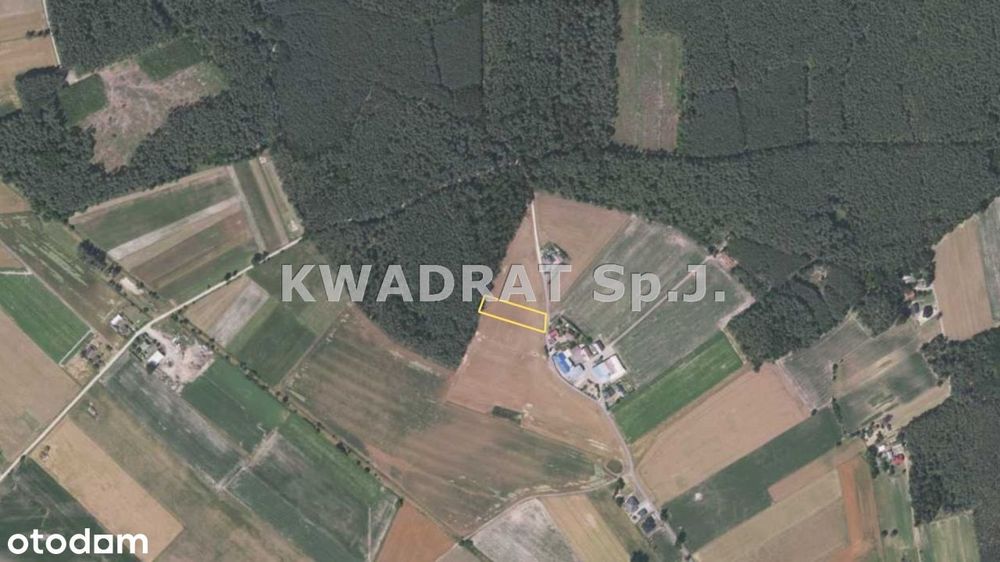 Duża działka pod lasem (2999 m²)– Grabów Wójtostwo - Widok 4