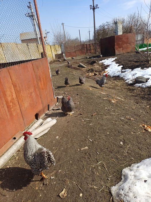 інкубаційне яйце амрокс
