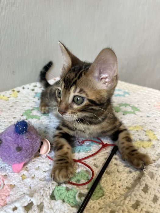 Бенгальські кошенята
