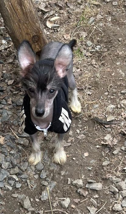 Grzywacz chinski łysy piesek