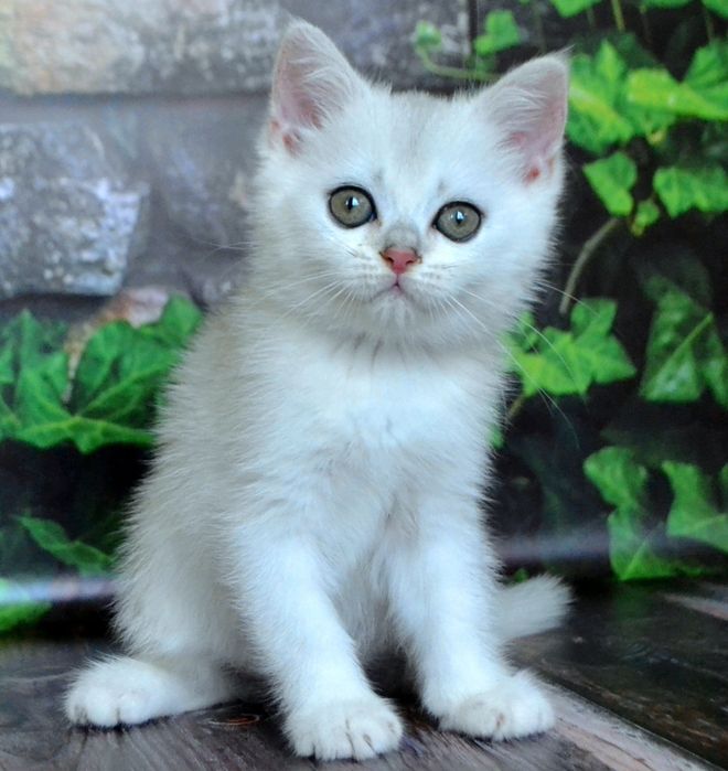 Шиншила дiвчинка