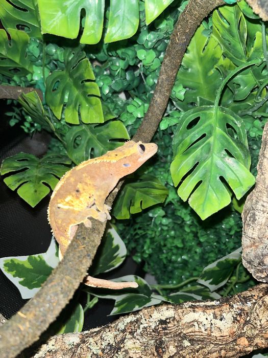 Gekon orzesiony Samica