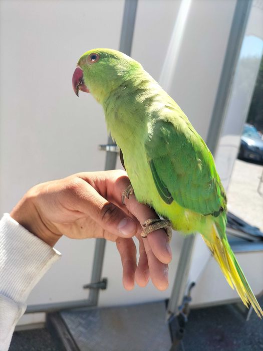 Papagaio Ringneck Bebê/Selvagem
