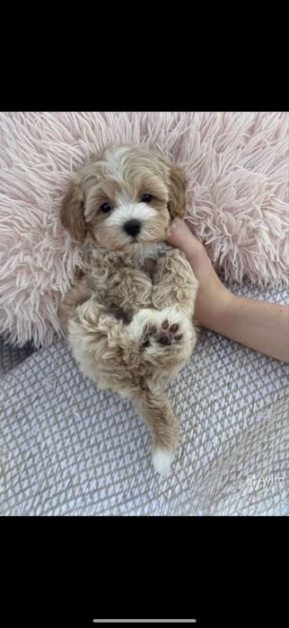 КЛасні .мальтіпу ;;той-пудельʼ ‼️