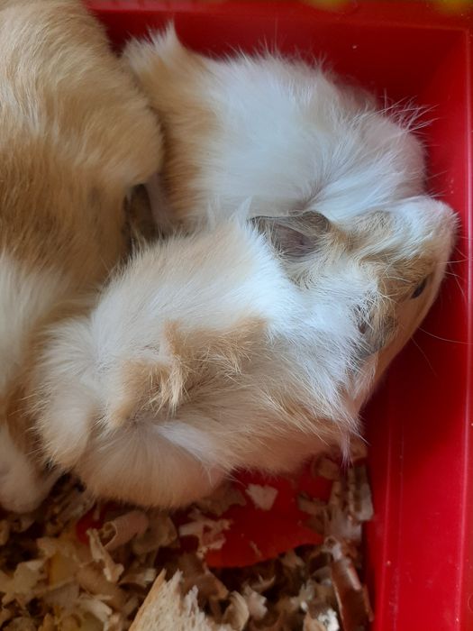 Свиночки морські