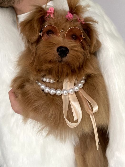 Помапу — Пухнасті принцеси хочуть до вас