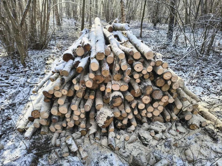 Drzewo Opałowe 100 zł 1m3