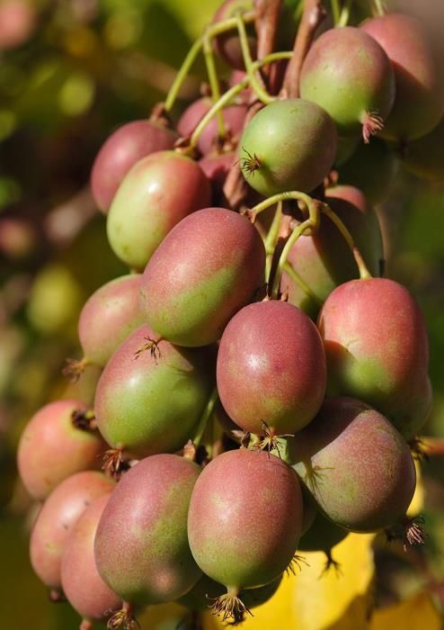 Baby kiw nini  vermelho