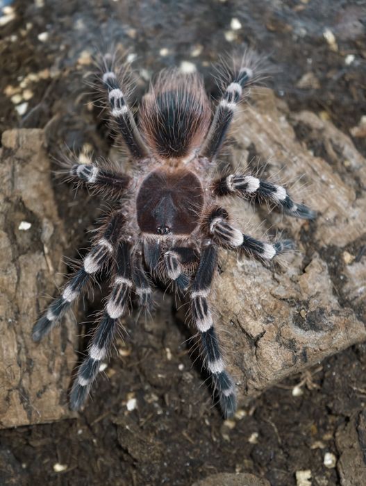 Acanthoscurria geniculata Samica 3,5 - 4 DC