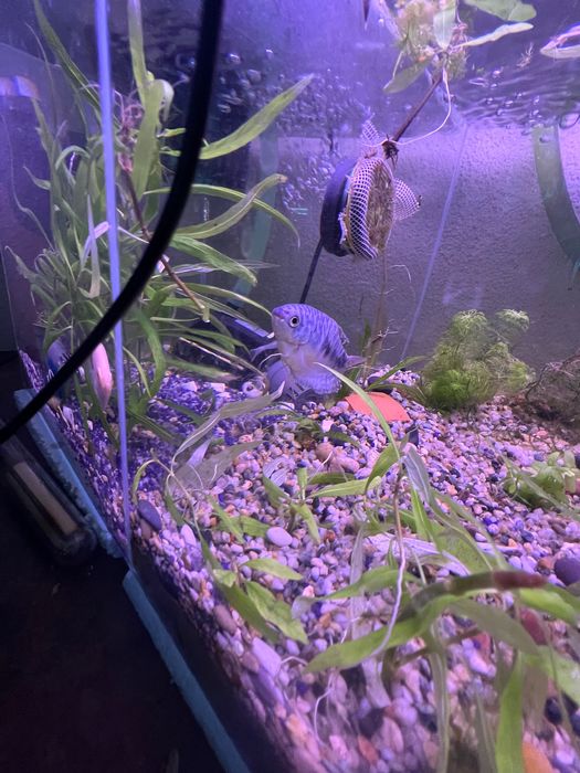 2 peixes tricogaster