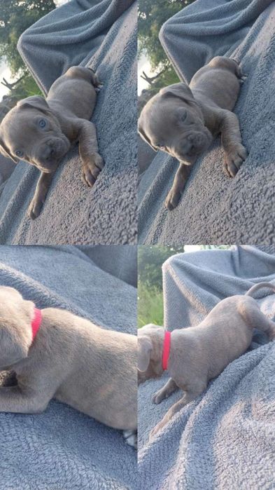 Cane Corso błękit,   Pregowany,  beżowy