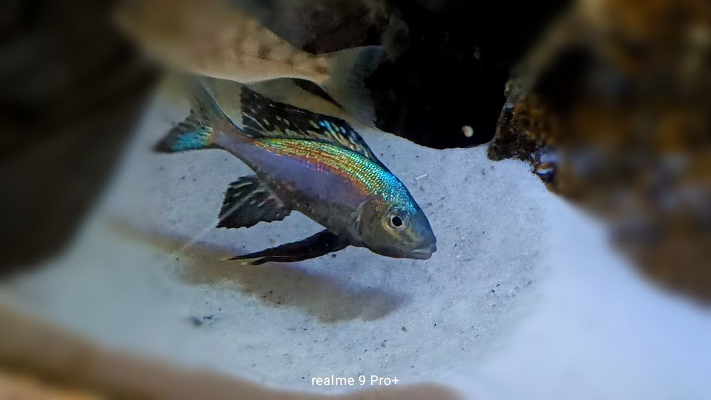 Cyathopharynx foai sibwesa