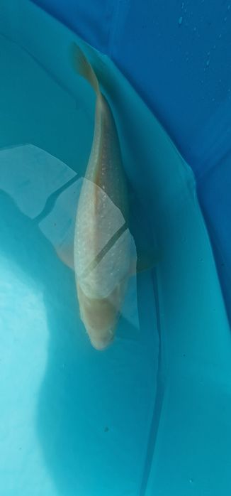 Carpa koi com 32cm