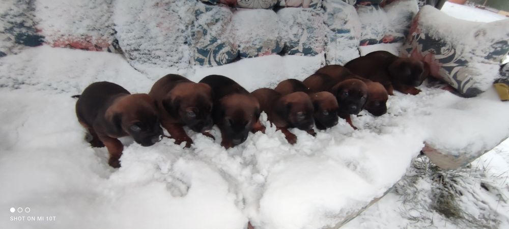 Posokowiec bawarski z metryką