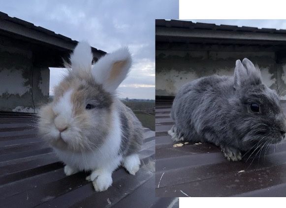 Króliki miniaturki