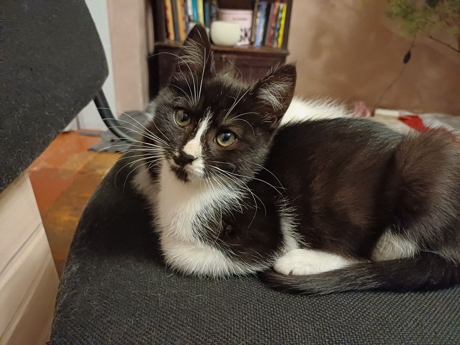 Дві киці шукают домівку