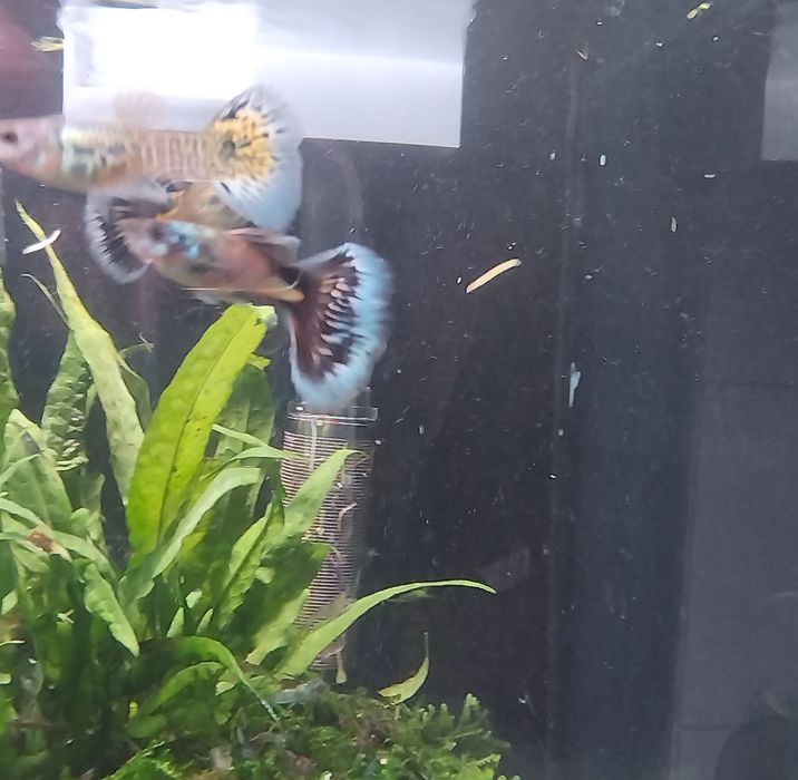 Vendo guppys sortidos 1,5€