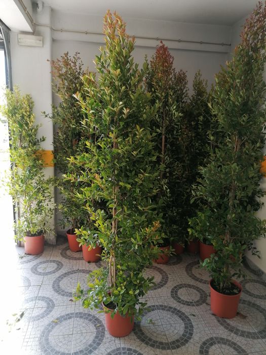 Eugenias Myrtifolia Newport