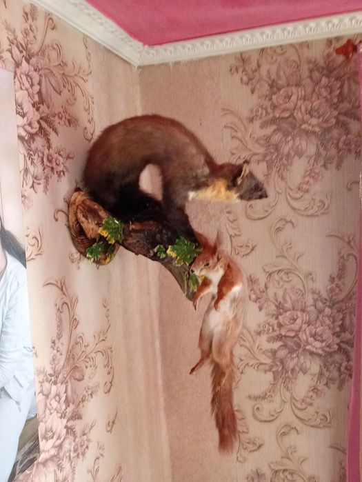 Продам чучало куниці