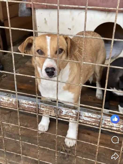 Собачка шукає дім