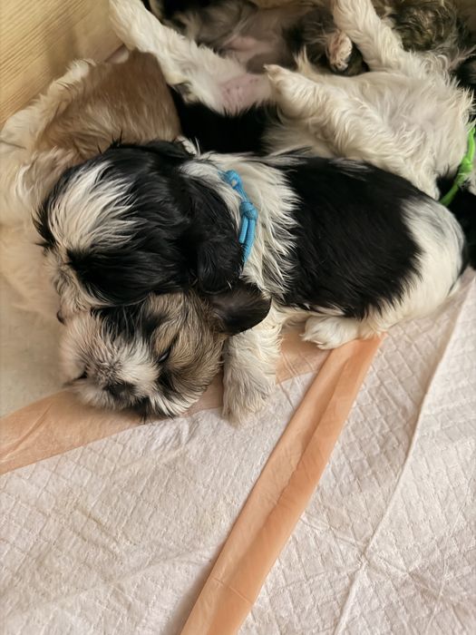 Sih tzu piekny piesek malutki