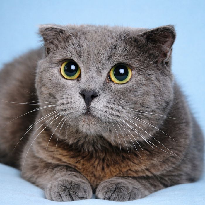 Вислоухий шотландский котик Тайсон 3г висловухий скоттиш фолд голубой