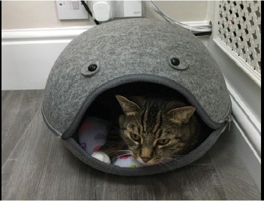 cama de gato Igloo, gatos de estimação, cão pequeno, lavavel , cinza