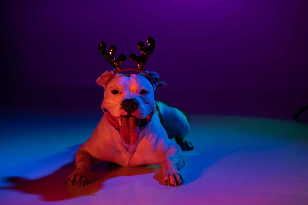 Вʼязка амстафф (American staffordshire terrier)