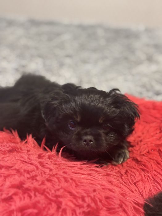 Цуценнята пекінес