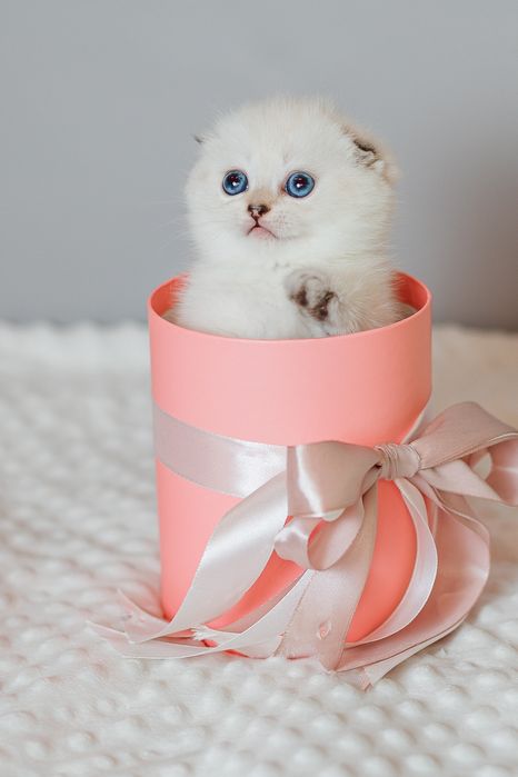 Шотландские котята