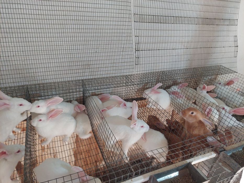 Термонська біла. Молодняк та маточне поголів'я. Мясо домашнього кроля