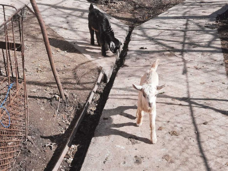Продаються козенята