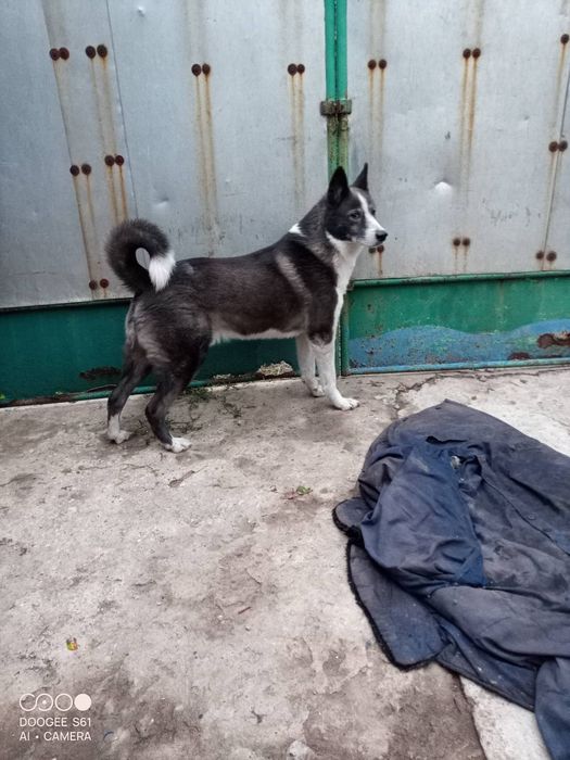 Продам цуценят лайки