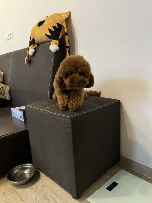 Той пудель редбраун тикап чашка тікап