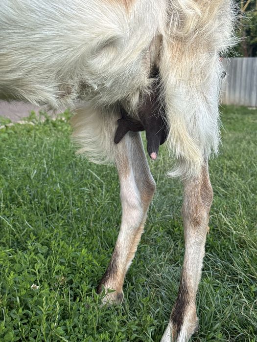 продам козу молочну