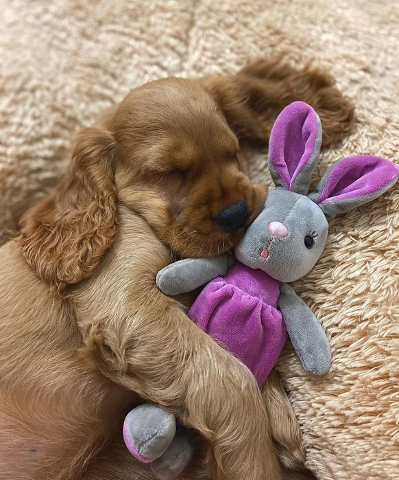 Продається щеня-кокер: дівчинка, рудий окрас