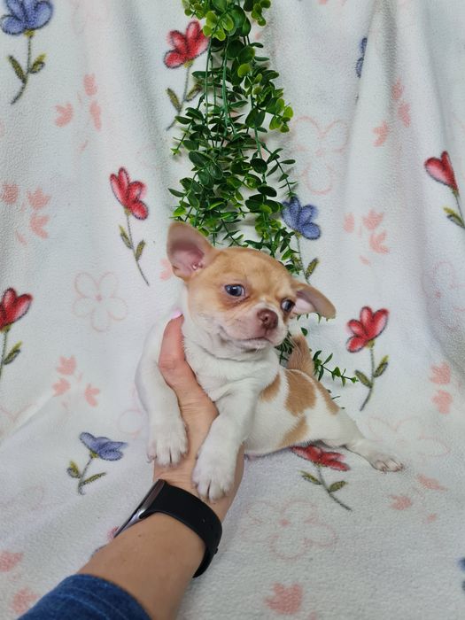 Excecional mini menino Chihuahua.Chiuaua,Qualdd linhagemRussa