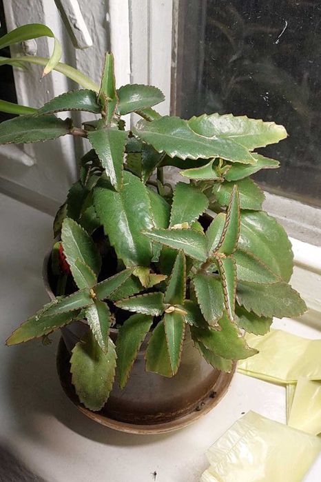 Хлорофітум та каланхое (підлітки)