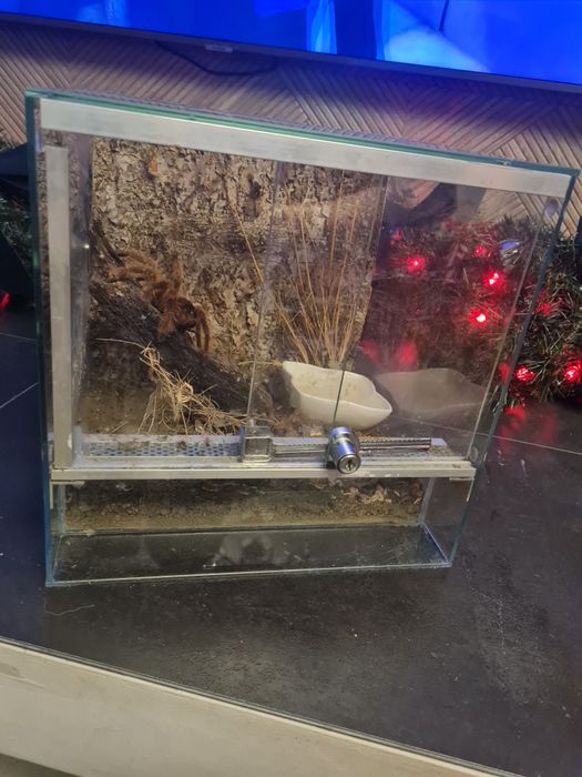 Ptasznik Nhandu tripepii z terarium 30x30